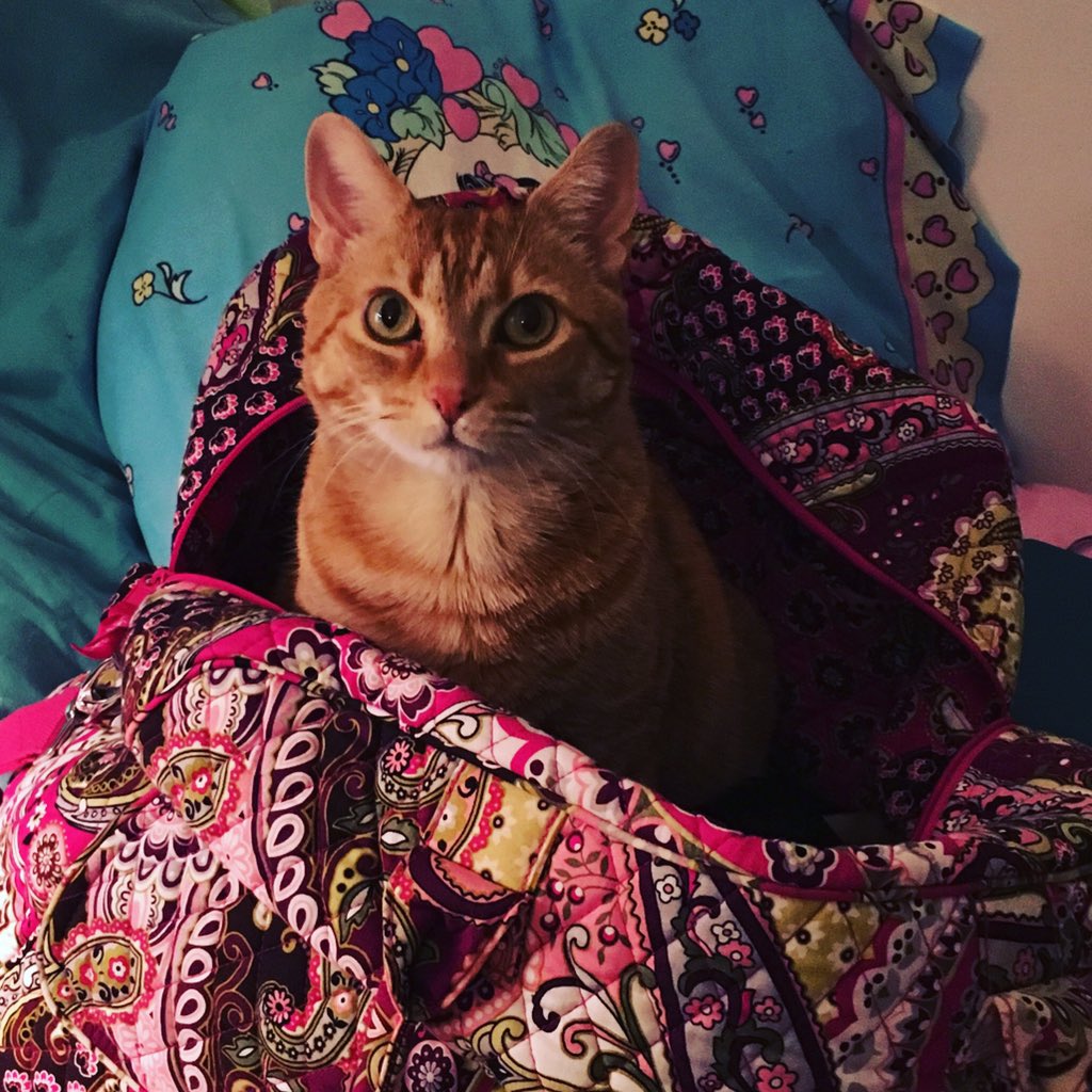 meghanakelly's tweet photo. My cat never goes into boxes or bags...unless, apparently, it's @verabradley #standards #classykitty https://t.co/ZmCeMODCYx