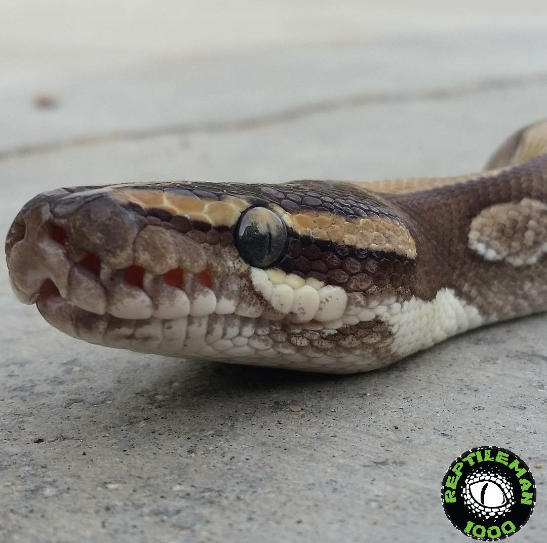 Reptileman1000's tweet image. Leto 🐍 #mojaveenchiballpython #mojaveballpython #enchiballpython #snakes #reptile #reptilesoftwitter #exoticanimals