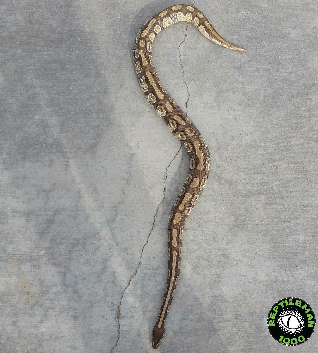 Reptileman1000's tweet image. Leto 🐍 #mojaveenchiballpython #mojaveballpython #enchiballpython #snakes #reptile #reptilesoftwitter #exoticanimals
