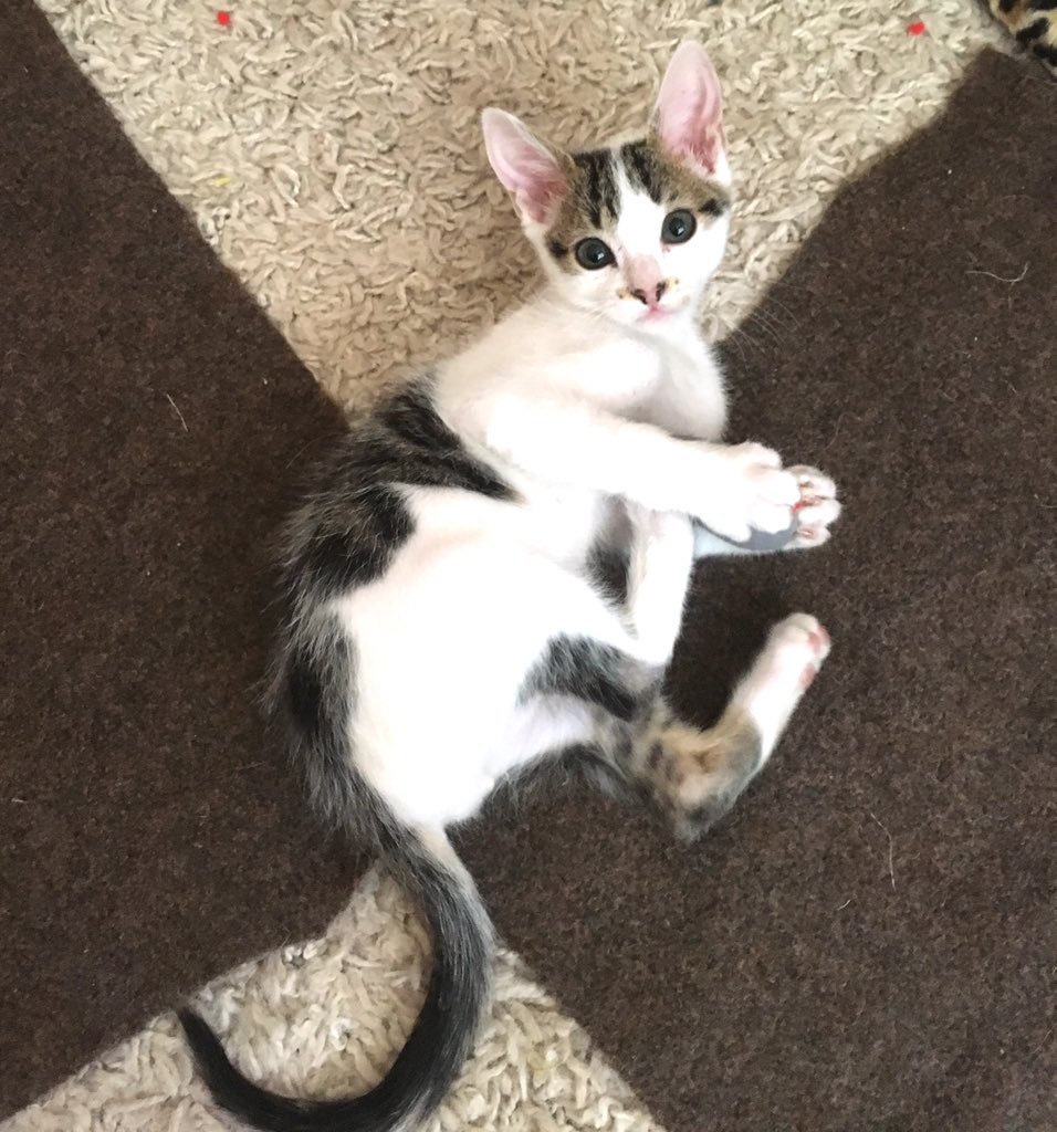 Guapo y Regalon gatito esterilizado d 3 meses en #Adopcion