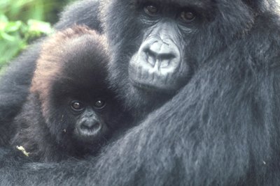 GorillaRunATX's tweet photo. Become a Gorilla for the day on 1/30 &amp; help save the gentle giants of the forest! https://t.co/mp9A21DQBa https://t.co/8REeNPlb6I