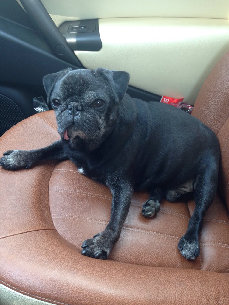 sofbianco's tweet image. Driving #pug @HamiltonPug @HamiltonPug @WoofWellington @NapoleonthePug