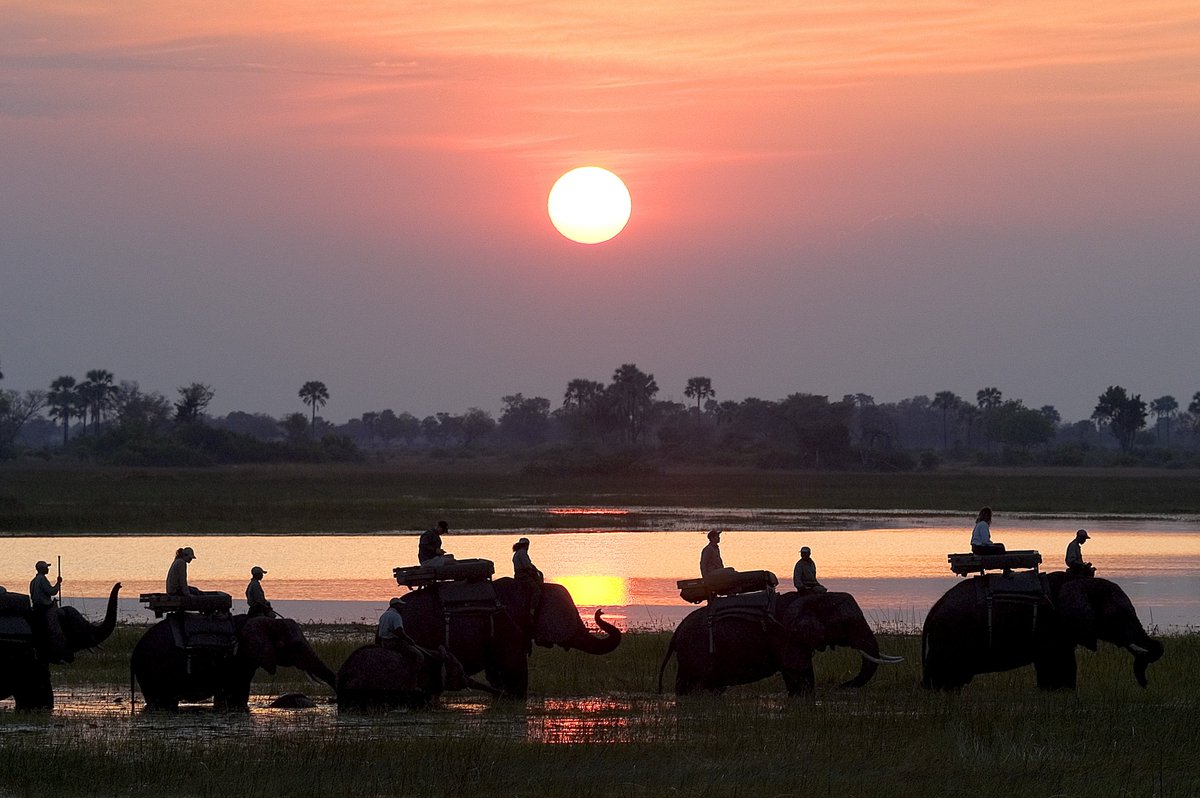 GrifcoPR's tweet photo. Oh Botswana, you beauty @YZsafaris #WanderlustWednesday #Botswana #Elephant #Safari #YellowZebra https://t.co/opfgF2Lqze