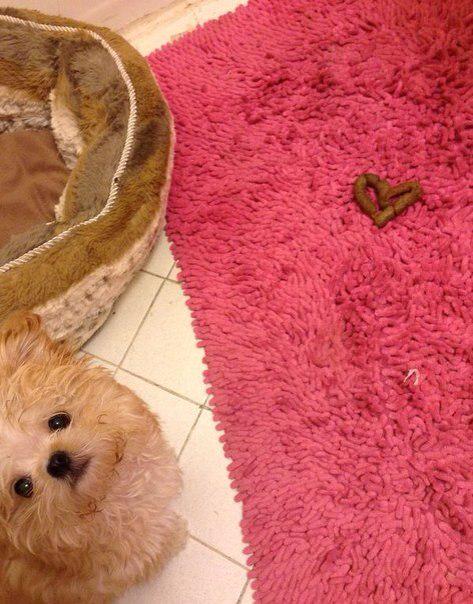 ramuse78's tweet photo. Cuando te das cuenta de que tu perro te quiere. https://t.co/0Kst5QOT3Y