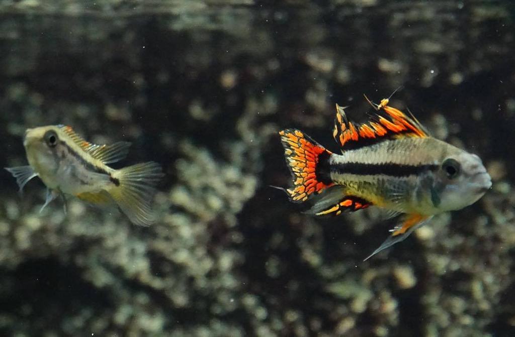 Akvaristan's tweet photo. #akvaristan #aquarium #akvaryum #aquarien #fish #fishtank #apistogrammacacatuoides #apistogramma #apisto #aquarium … https://t.co/o6XSUTy6j9