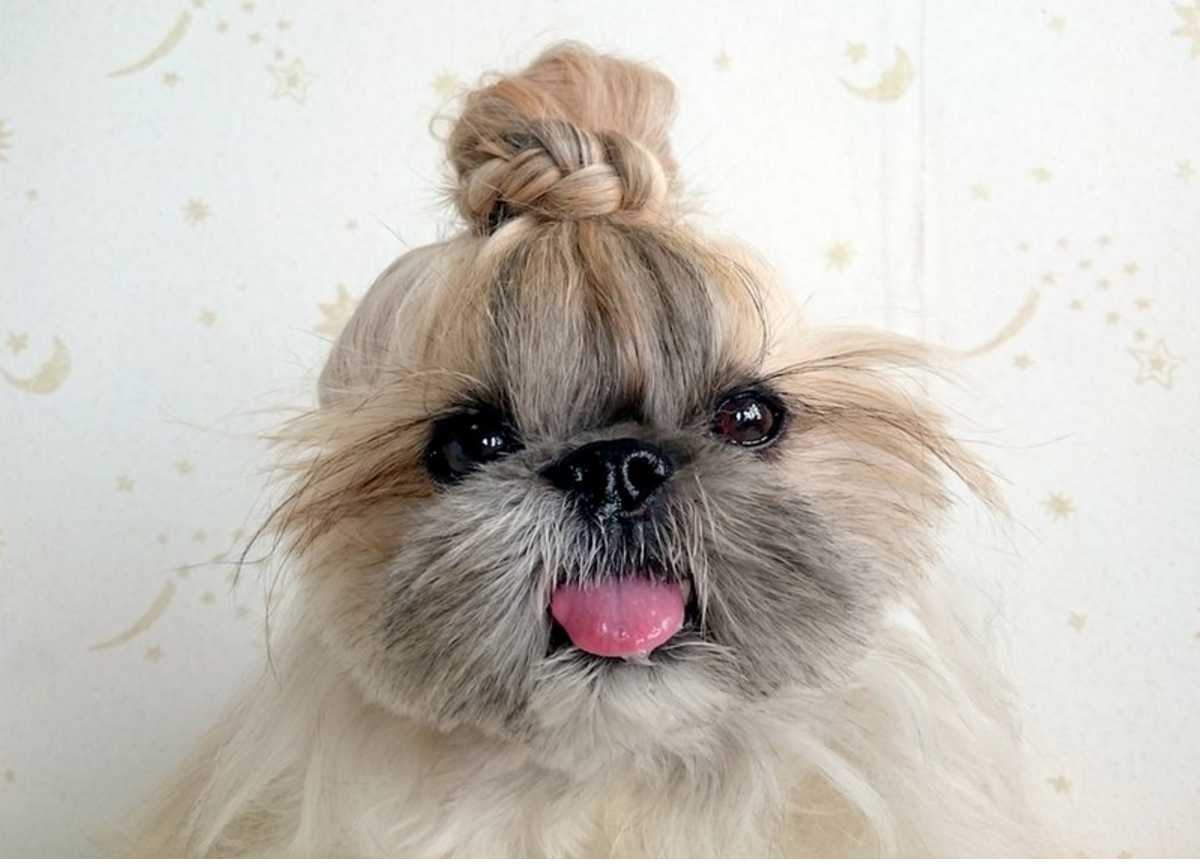 BarcroftUSA's tweet photo. Hairstyle Dog: This fashionable pooch is Instagram's latest star:https://t.co/hJrKu2987B https://t.co/iGiS73y94C
