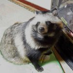 香ばしい匂いが漂う？!焼き狸かわええ!