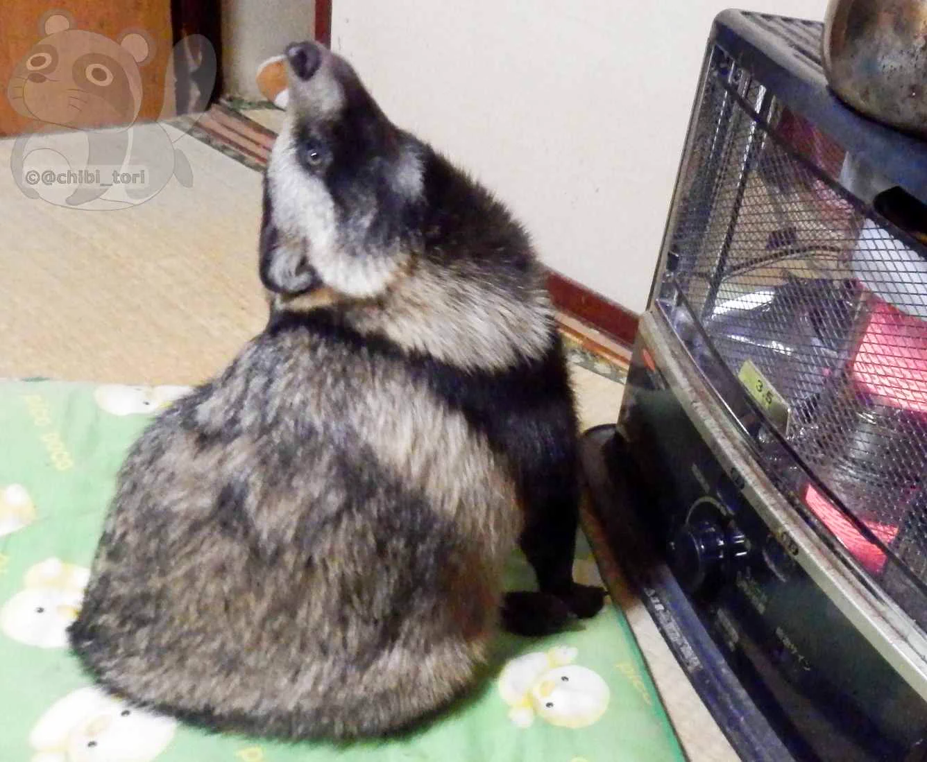 香ばしい匂いが漂う？！焼き狸かわええｗｗｗ