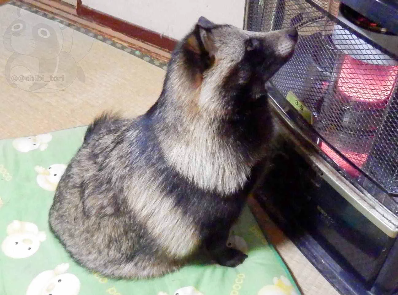 香ばしい匂いが漂う？！焼き狸かわええｗｗｗ