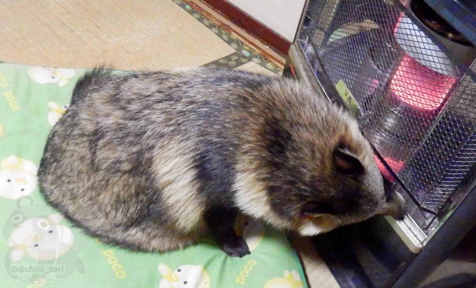 香ばしい匂いが漂う？！焼き狸かわええｗｗｗ