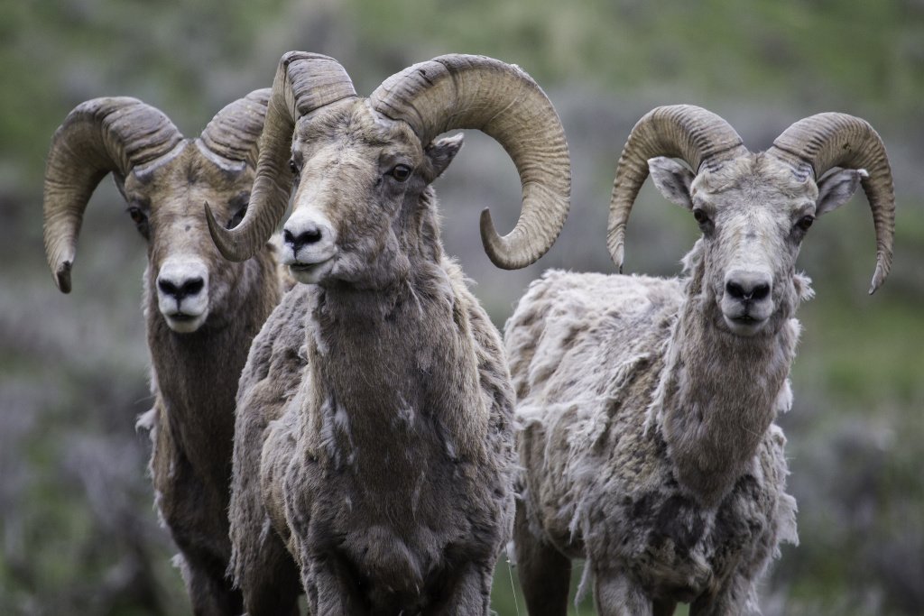 KPCC's tweet photo. Short List: The year of the Ram, how to run your #PowerballPool and more https://t.co/zDn0IgnC4Q via @elinashatkin https://t.co/HqhYuzOu27