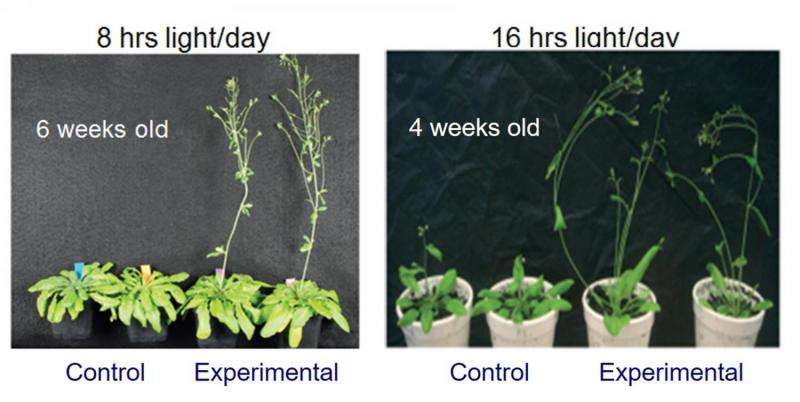 #Team discovers new #plant growth #technology phy.so/371904187 > @physorg_com #climate #food #environment