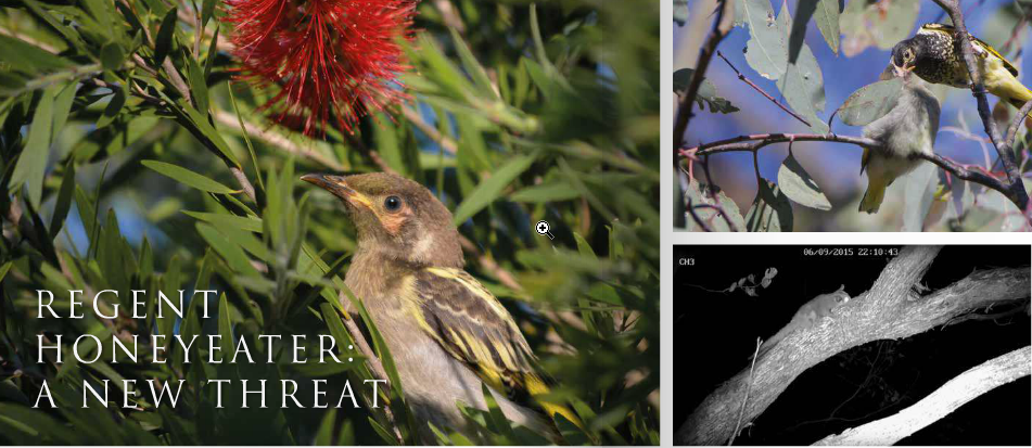 hihinews's tweet photo. Important work: AustralianBirdlife magazine features #RegentHoneyeater &amp; research finding of @gemltaylor @ZSLScience https://t.co/G8SLrfkanw