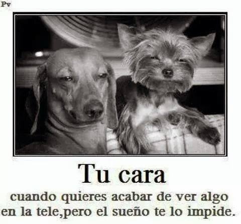 AdoroPerros's tweet photo. https://t.co/RzEIIGP6se