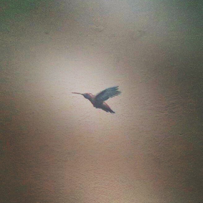 MientrasCabos's tweet photo. #main_vision #nature #nakedplanet #birdwatching #bird #colibri #love #humingbird #getoutdo… https://t.co/FrPefiCk5B https://t.co/zotTxOoIvu