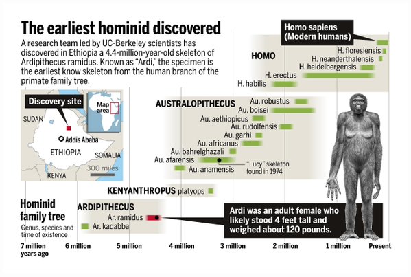 Qafzeh's tweet photo. Meet the family - Ardipithecus ramidus - Australian Museum @austmus #Qfossil https://t.co/kLcOcgKePT https://t.co/qN4Jp3UsOE