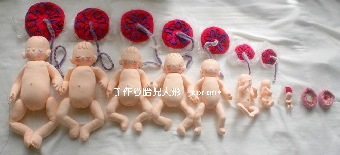 胎児と胎盤に重りが入っています。誕生までのいのちのおもさをリアルに