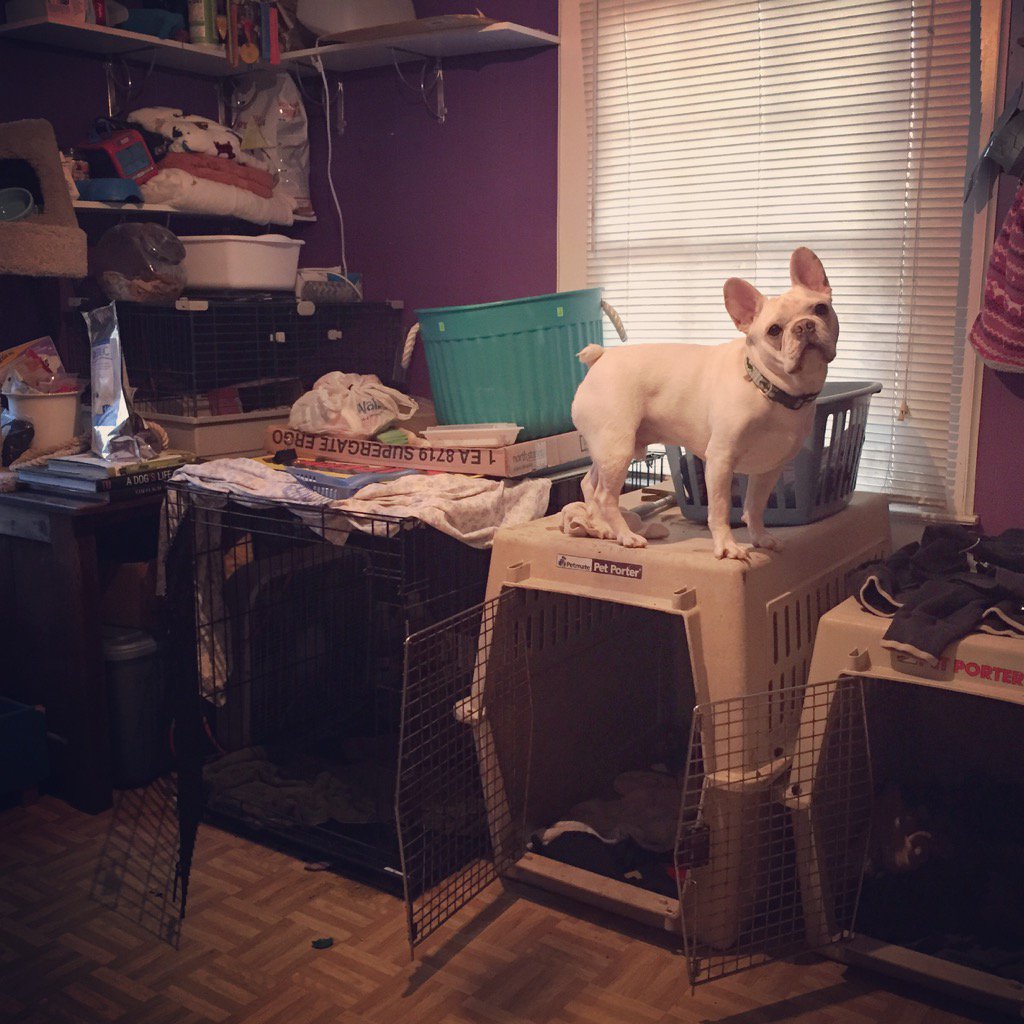 MacThePitbull's tweet image. Hey, don't mind me. Just lookin for treats up here. #dibs #frenchieproblems #macsmission #iampitbullstrong