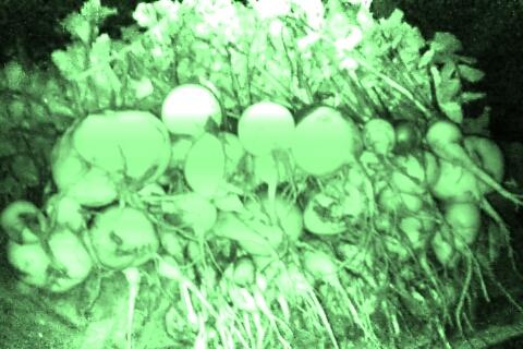VegFarmTek's tweet photo. nightvision turnip shots #turnip #turnipgreens #nightvision #infrared #spectralrange #farming #organic #agriculture https://t.co/GC4v4pzFsl