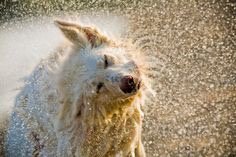 MelissaMotifs's tweet image. #IAvoidConflictBy shaking it off. THIS time.