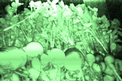 VegFarmTek's tweet photo. nightvision turnip shots #turnip #turnipgreens #nightvision #infrared #spectralrange #farming #organic #agriculture https://t.co/GC4v4pzFsl