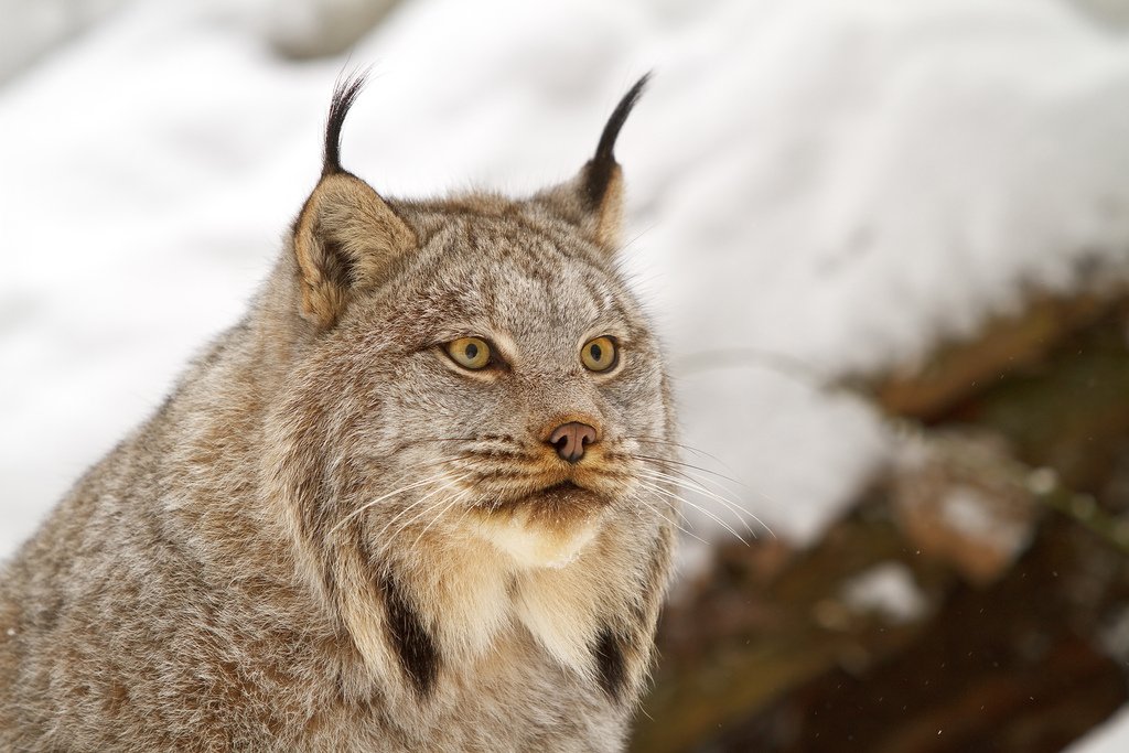 EnviroNews's tweet photo. Federal Judge Orders Stop to Canadian Lynx Trapping in Idaho https://t.co/FUJJJNTsKn via @EnviroNewsTV https://t.co/Vg6x3Xck9U