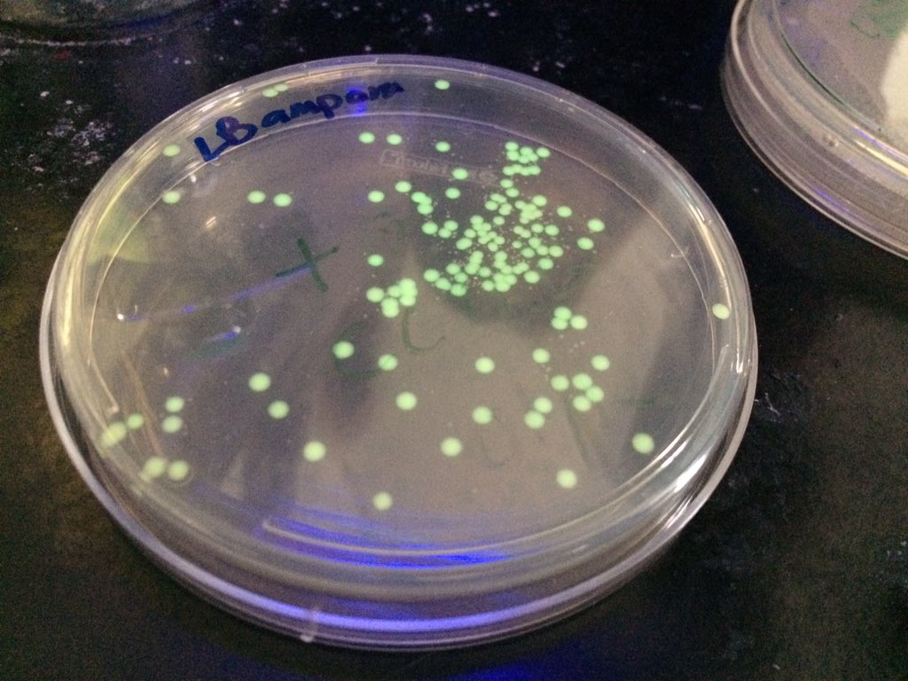 MaddoxBiology's tweet photo. Students successfully inserted a bioluminescent jellyfish gene into bacteria! #APBio #GMO #TransformationLab https://t.co/7kZ0dNsC8v