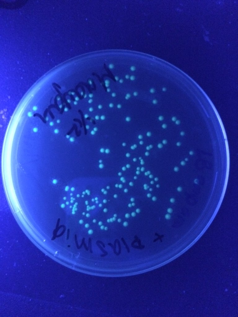 MaddoxBiology's tweet photo. Students successfully inserted a bioluminescent jellyfish gene into bacteria! #APBio #GMO #TransformationLab https://t.co/7kZ0dNsC8v