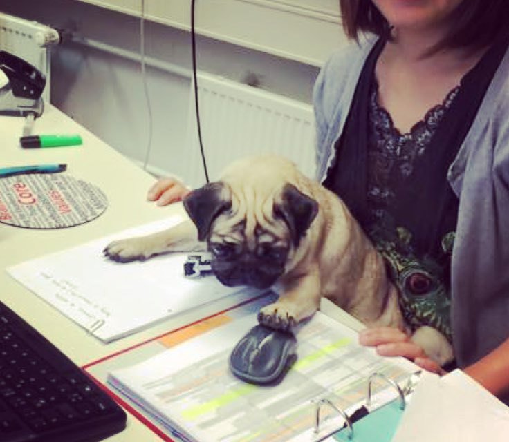 Puglee_Pug's tweet photo. #mops #mopsi #instamops #pug #pugs #pugsofinstagram #instapug by mopssuzu https://t.co/R6DbENmKCy