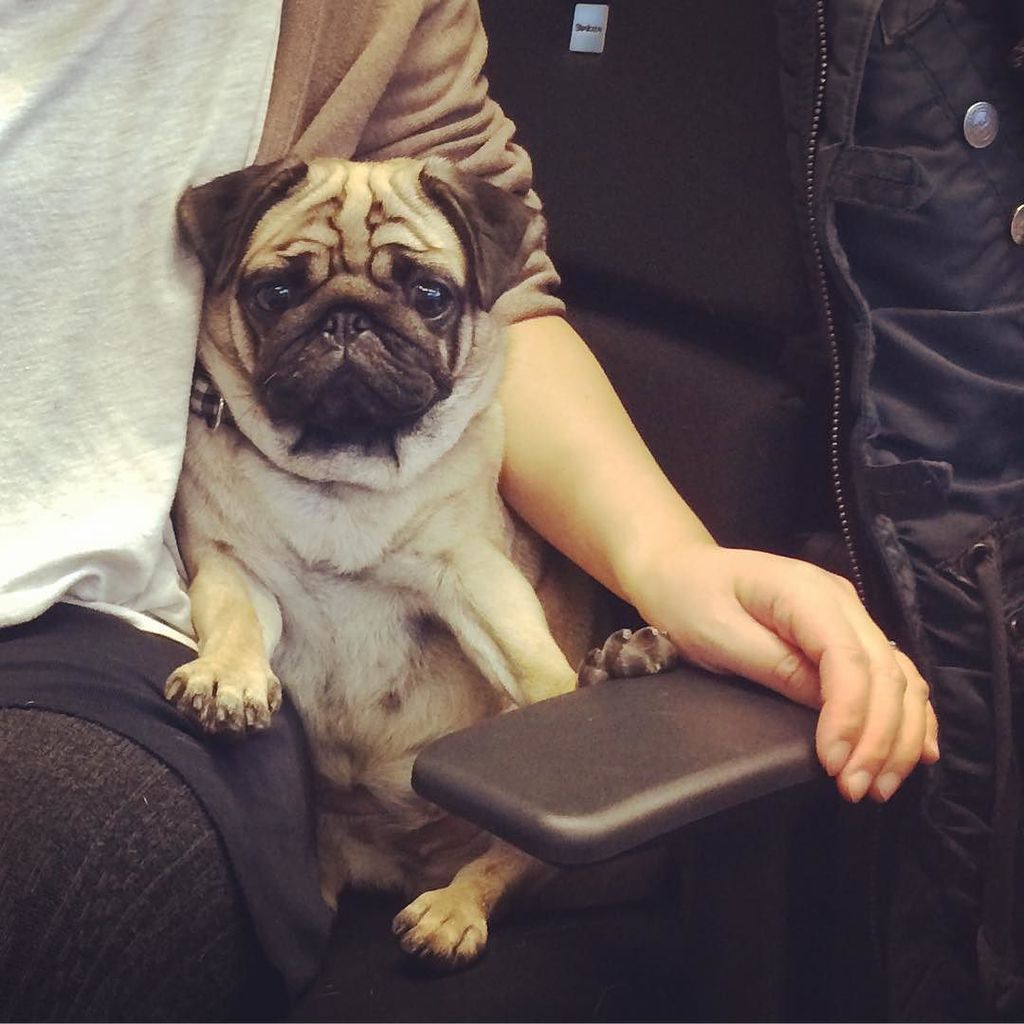 Puglee_Pug's tweet photo. #mops #mopsi #instamops #pug #pugs #pugsofinstagram #instapug by mopssuzu https://t.co/4qbVSOpYqy
