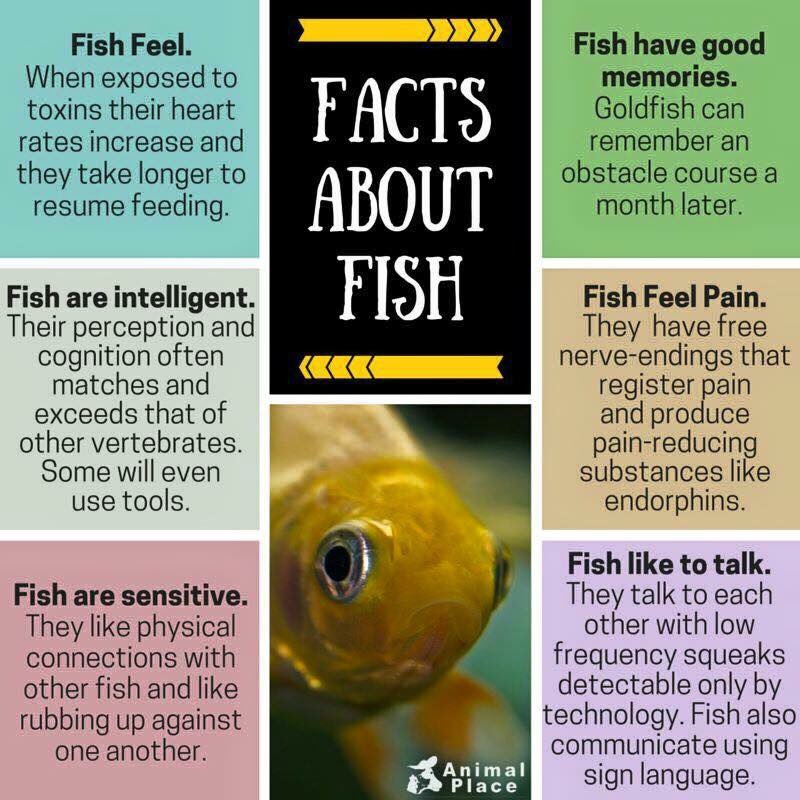 Remember this if you think fish are okay to eat!
#CrueltyFree