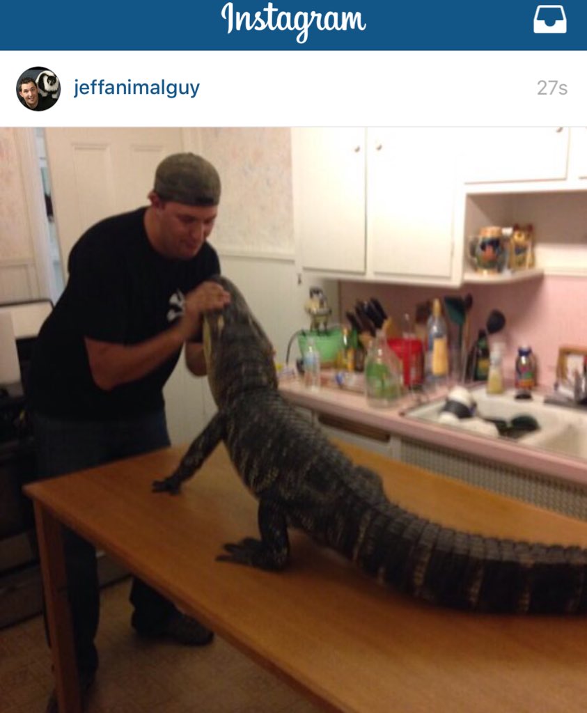 JeffAnimalGuy's tweet image. Just getting some funk out of his teeth before his photo shoot ... I love my gators.... #Darthgator #chaos #workin