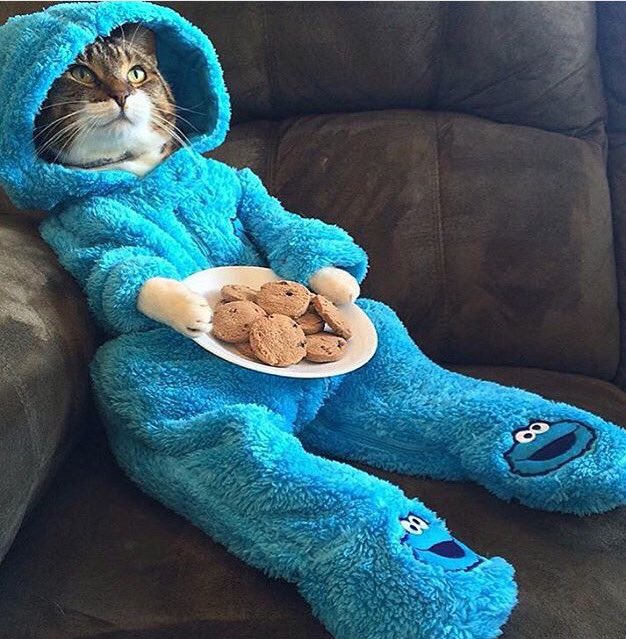 themushy_cookie's tweet photo. If you give a cat a cookie... https://t.co/MsM3r9wJ5L