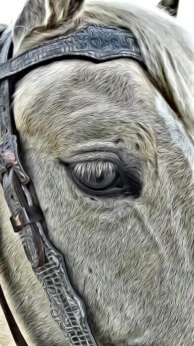 SandyGraceB's tweet photo. @Jacobrands  headstall painted on my Palomino  #jacobrands https://t.co/OZvPc5xDWK