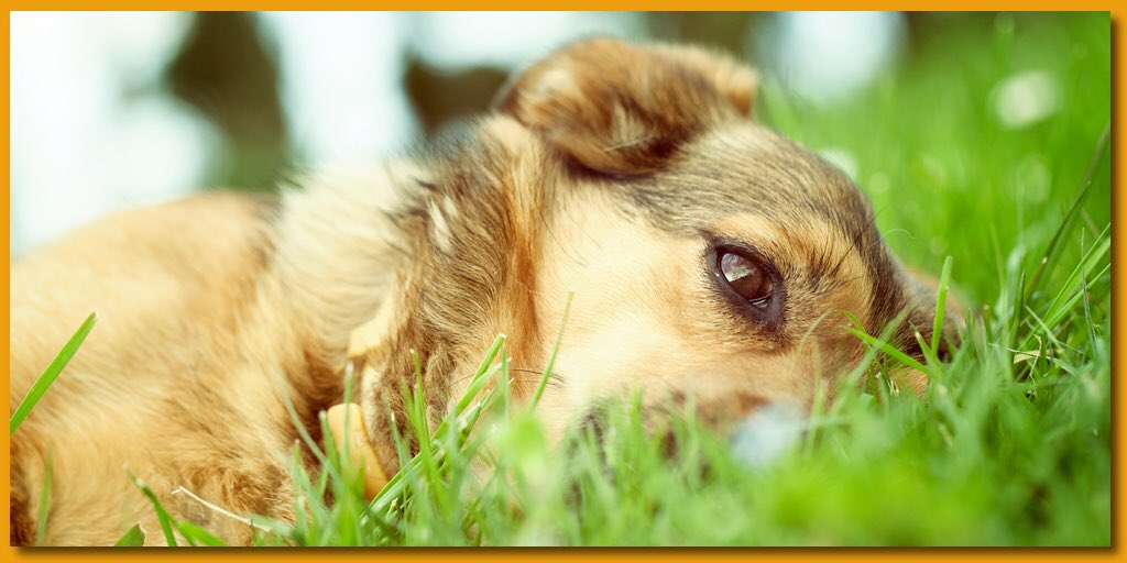 Petme_it's tweet photo. In nessun modo e per nessuna ragione si può giustificare la violenza sugli animali. mai. https://t.co/CTxrizSM7v https://t.co/sfyePg2I9F