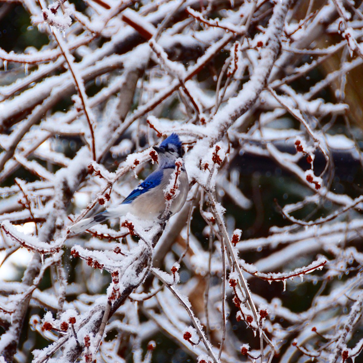 BeautifulmeTO's tweet photo. Keep Calm &amp; Stay Warm Toronto
#beautiful #bluejays #toronto #babyitscoldoutside #YouRBeautiful #BeautifulMe #winter https://t.co/fYv8iPpRjS