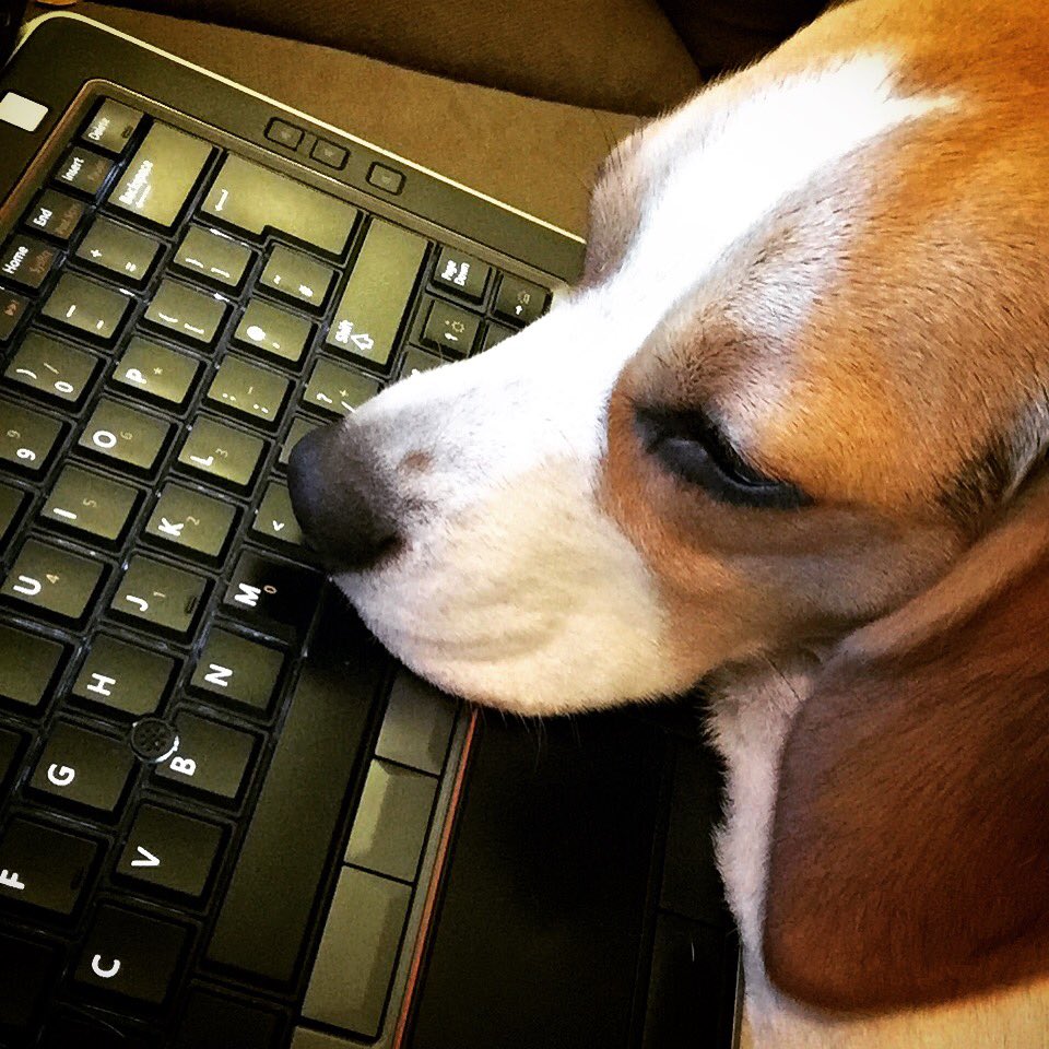 I loves to help Mummy work...I is the best at helping #binkyhelping #beagle