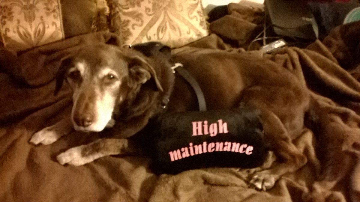 hashisNme's tweet photo. Lost my BFF on 1/8. Lucas wasn't a "pet", but a valued member of the family &amp; a goofball - PLZ share his tribute! https://t.co/CmKnPXBEse