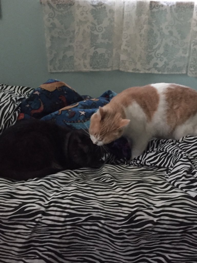 kyriePurr2's tweet photo. When someone walks in on you licking your friend #onlyweirdifyoumakeit https://t.co/WKhNOBYO7c