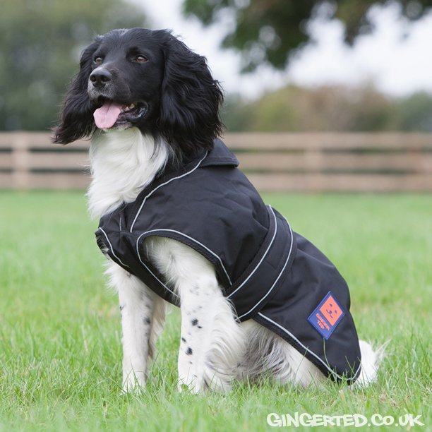 GingerTedUK's tweet photo. 30% Storm 2in1 #WaterproofDog Coat plus a FREE spare lining. Perfect to keep warm and dry https://t.co/ECPVSQbtIo https://t.co/8VijK9mXn7