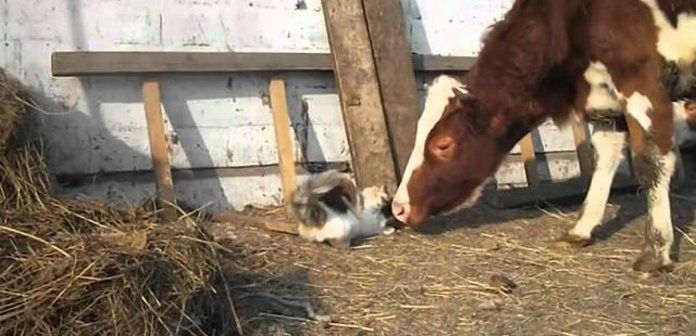 Inspirely's tweet photo. Love At First Sight When Cat Meets Cow https://t.co/neNz6lo9lc #Cow #AnimalEncounters #Animals https://t.co/0XWGCdQR6O