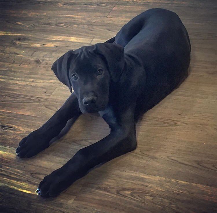 babby farms puppy boutique