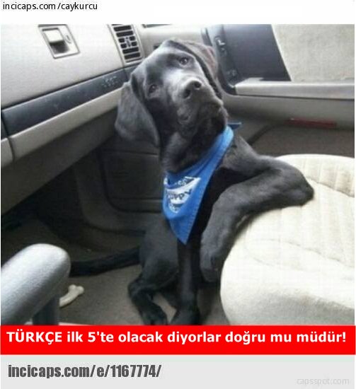 #TürkçemSevgiDili5000KontenjanVerilmeli <a href="/Yusuf__Tekin/">Yusuf Tekin</a> @hmzaydg .