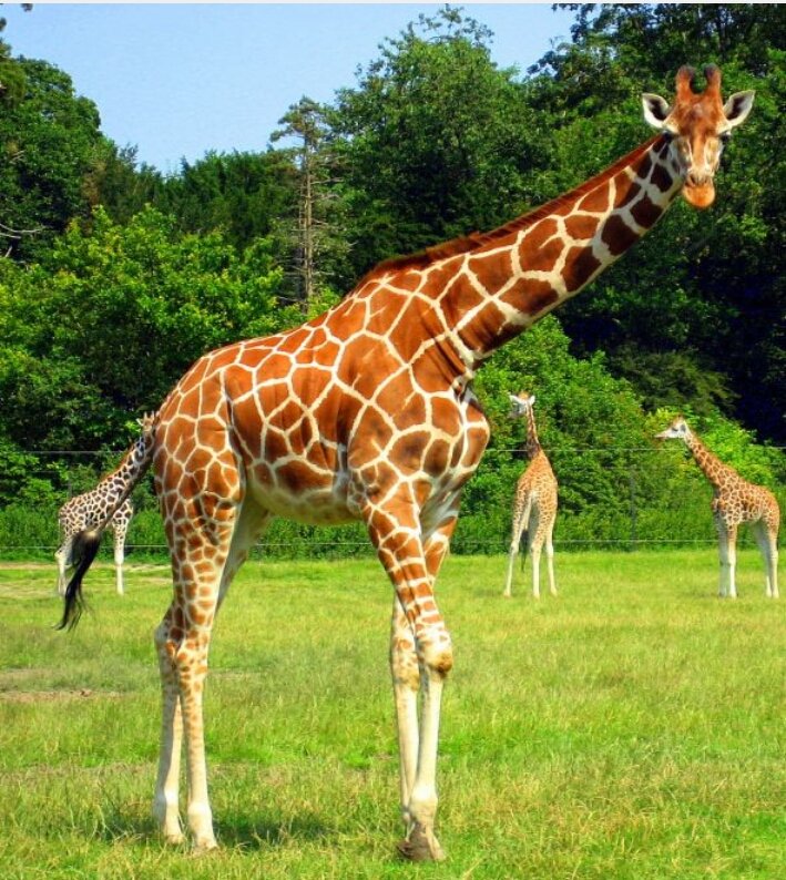 PLDrcmuthaiga's tweet photo. Giraffes are the tallest mammals on Earth. Their legs alone are taller than many humans abt 6ft #wildlifewednesday https://t.co/wJyJygvXAl
