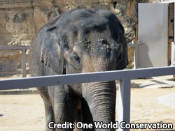 GlobalElephants tweet picture