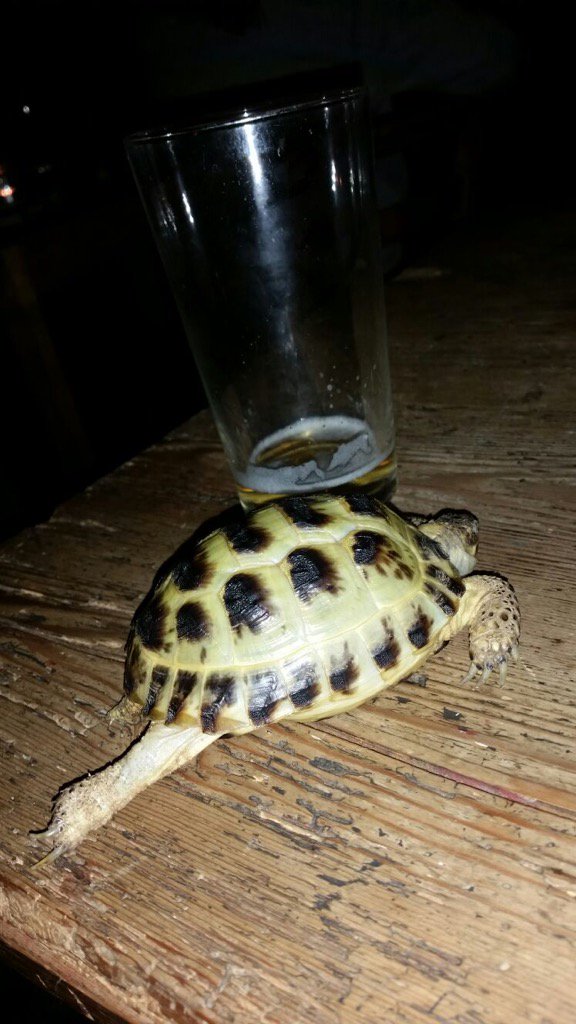 The fastest pint drinking tortoise in London #strangerthanfiction #BeerHeaven #legends_of_the_sport #cute #fastest40