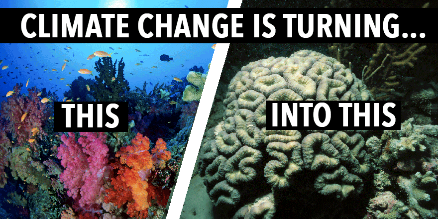 GreenpeaceUK's tweet photo. This precious ocean jewel should be protected from human impacts. #GreatBarrierReef @AttenboroughGBR https://t.co/FUx2dvUcyQ