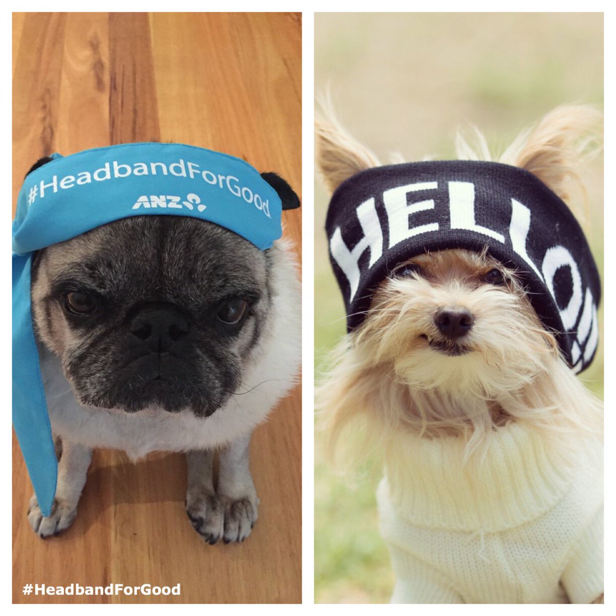 Post ur pet’s #HeadbandForGood pic this #DressUpYourPetDay &amp; we’ll donate to <a href="/WorldVisionAus/">World Vision AUS</a> anz.co/WVMJl
