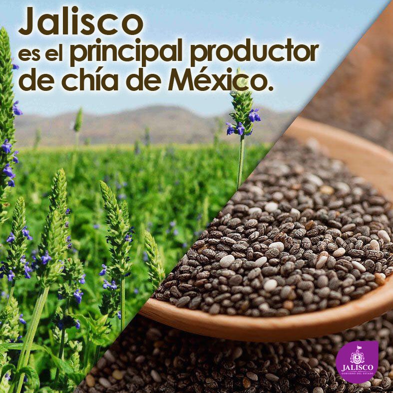 Nuestro estado es el 1er. lugar en producción de chía del país. Jalisco, #GiganteAgroalimentario