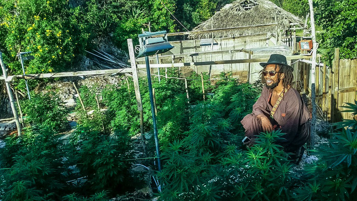 largeupdotcom's tweet photo. Our weed correspondent @BirdheyeView sets out on the ganja trail in St. Elizabeth, Jamaica: https://t.co/olCJ6to92n https://t.co/O9ay0V3ODf